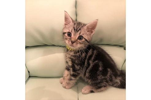 成約済の大阪府のアメリカンショートヘア-5545の2枚目